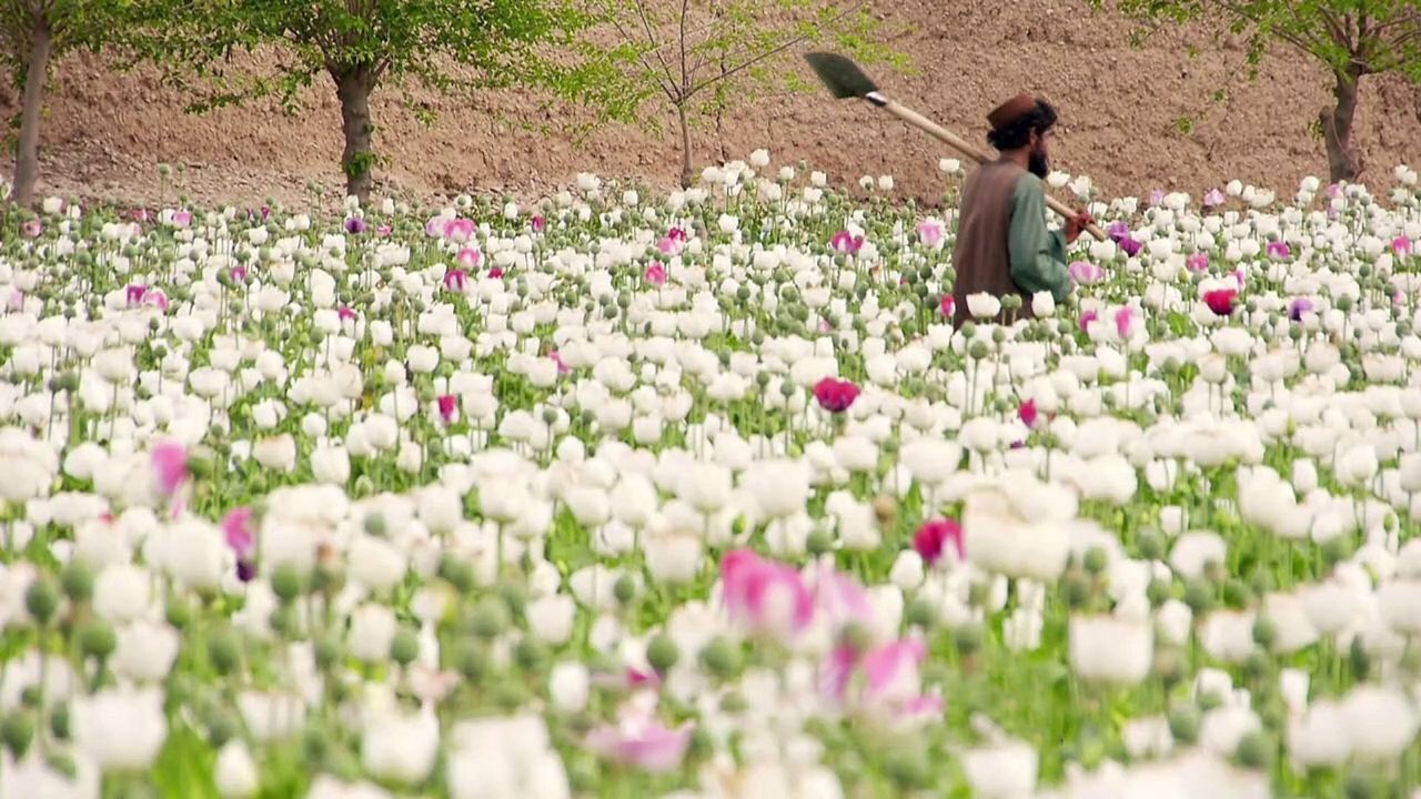 بزرگترین مرکز تولید مواد مخدر جهان + ویدئو