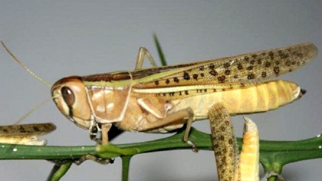 موج جدید هجوم ملخ‌ها تیرماه آغاز می‌شود