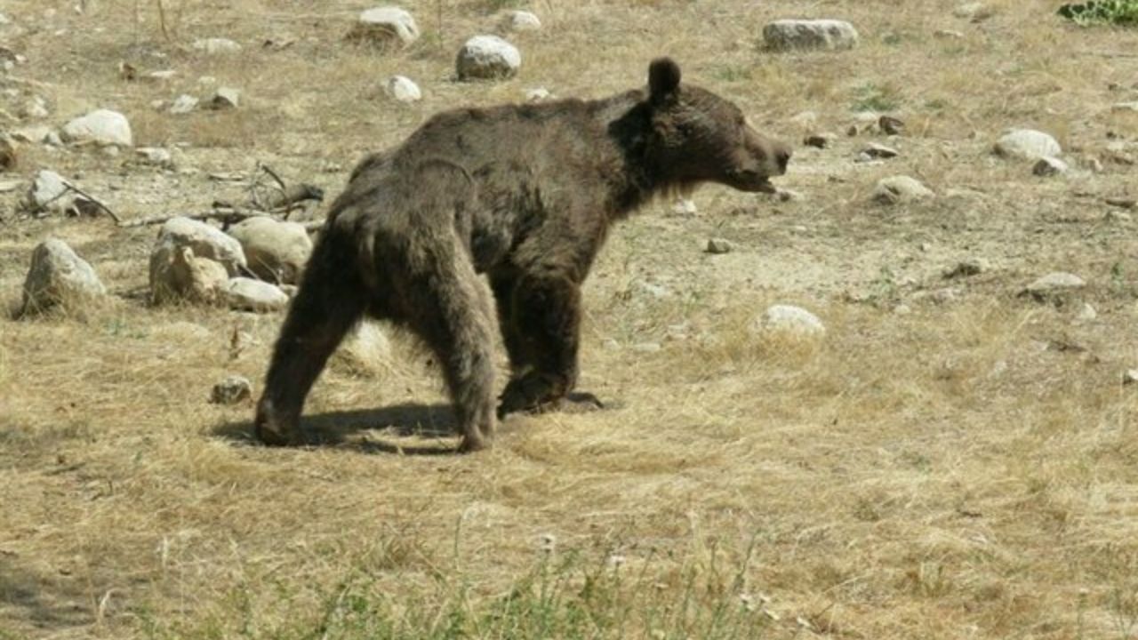 گفتگو با زنی که مدافع توله‌خرس سوادکوه بود