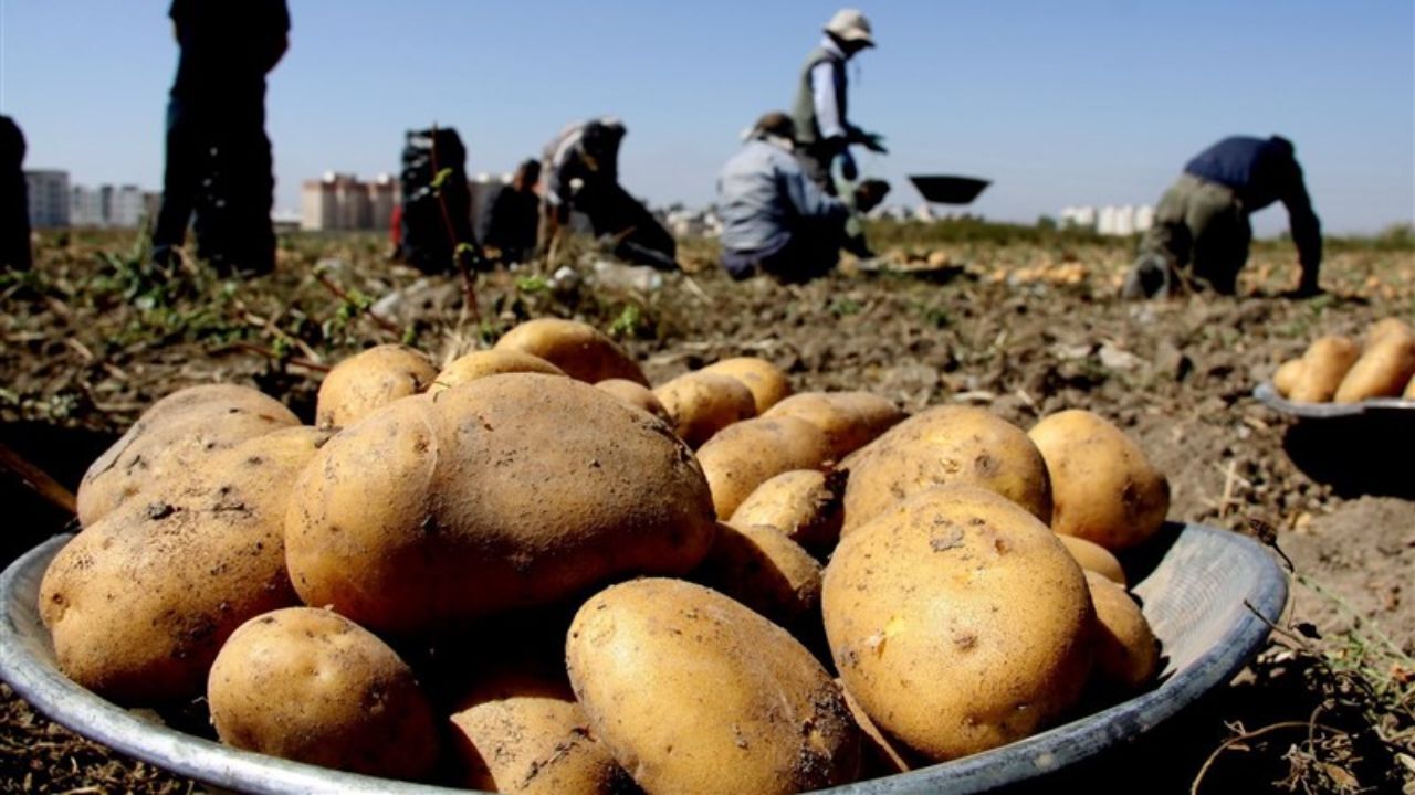 صادرات سیب‌زمینی مشمول پرداخت عوارض صادراتی شد