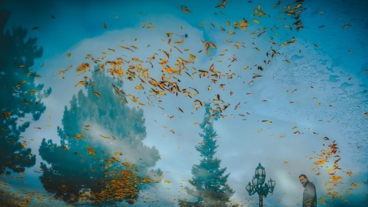 انعکاس نور و رنگ در برگ‌ریزان پاییز + عکس