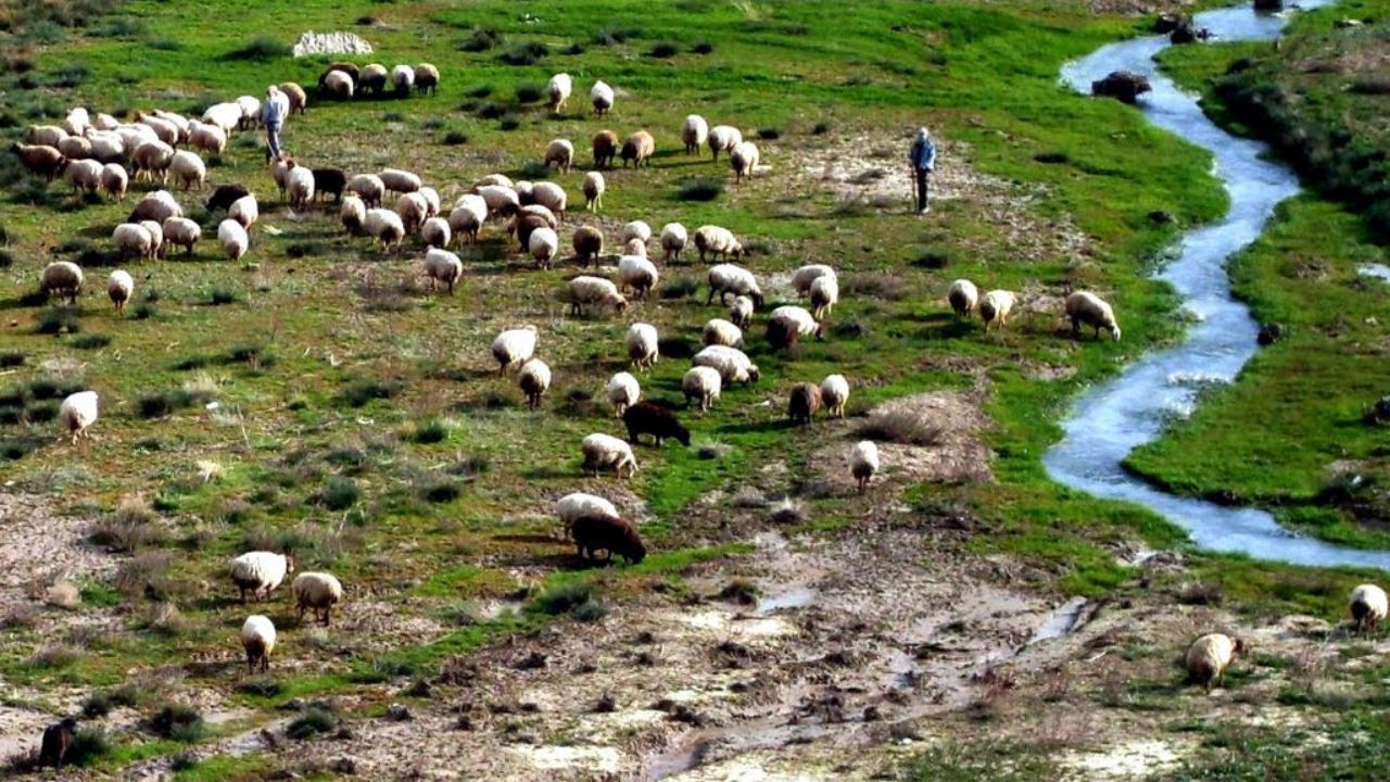 تعداد دام سبک کشور در تیرماه 98 به 63 میلیون راس رسید