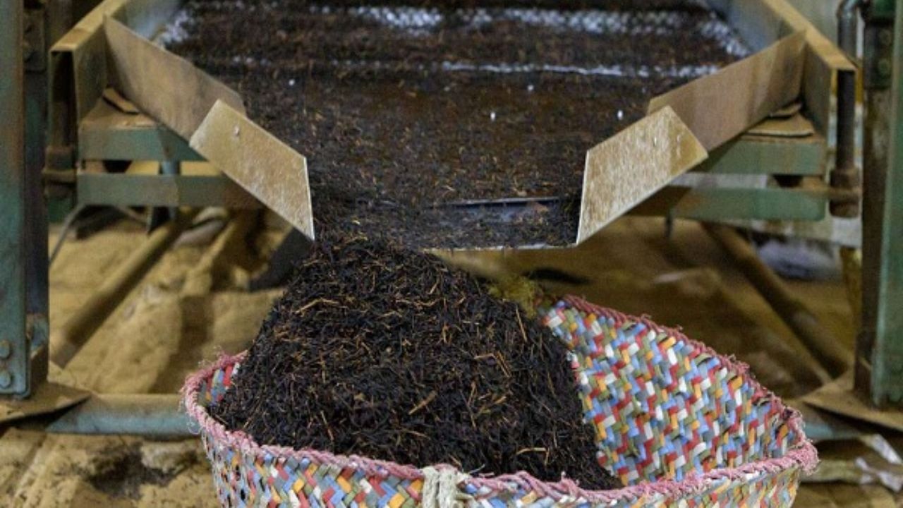 چای خارجی مشمول قیمت‌گذاری نیست