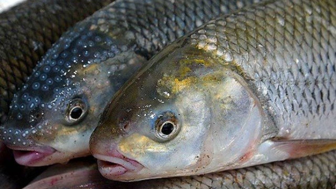 آسیب جدی به خودکفایی تولید ماهی قزل‌آلا وارد شده است