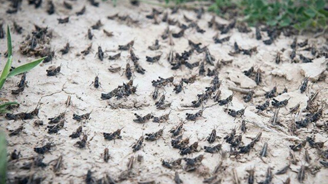 هشدار فائو درباره حمله دوباره ملخ‌های صحرایی در یمن و شاخ آفریقا
