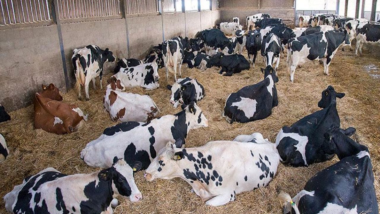 پلیس برای برخورد با سارقان دام و طیور طرح ویژه دارد