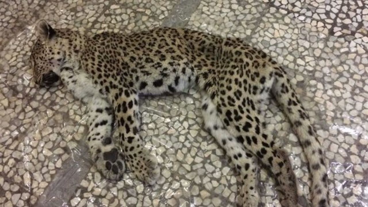 مرگ چهارمین پلنگ ماهواره‌ای جهان/ یافتن پلاستیک و لباس کهنه در شکم پلنگ