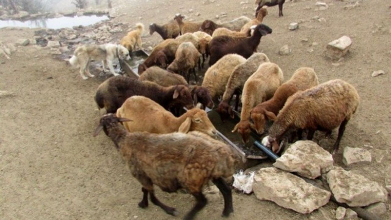 عرضه 30 هزار رأس دام در روز عید قربان پیش‌بینی می‌شود