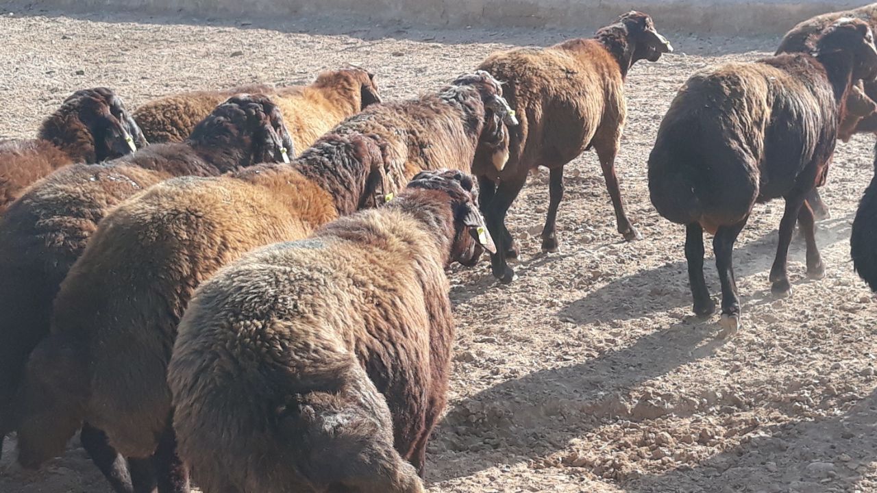 ایجاد  24 جایگاه عرضه بهداشتی دام در پایتخت برای عید قربان