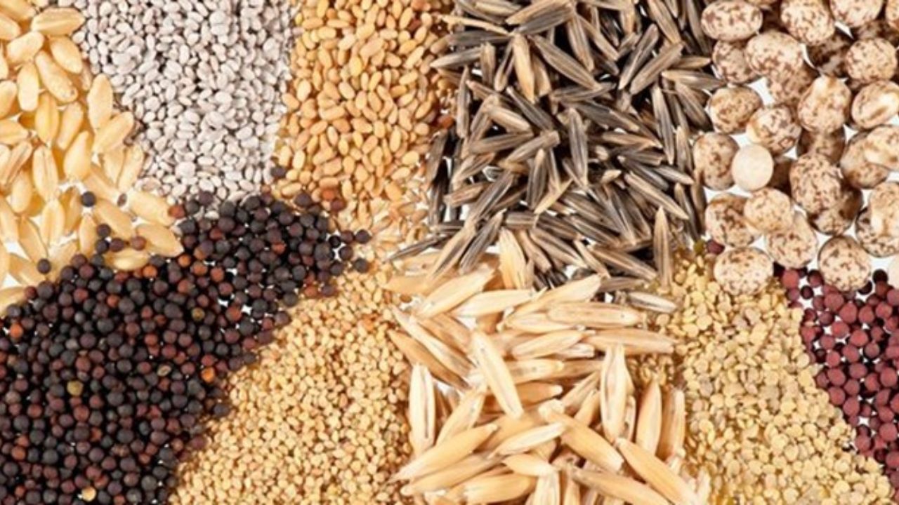 رونمایی از 51 رقم بذر جدید اصلاح شده زراعی و باغی