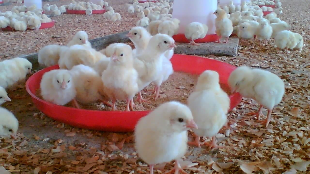 واردات؛ تولیدکنندگان داخلی مکمل کلسیم فسفات را زمین‌گیر کرد