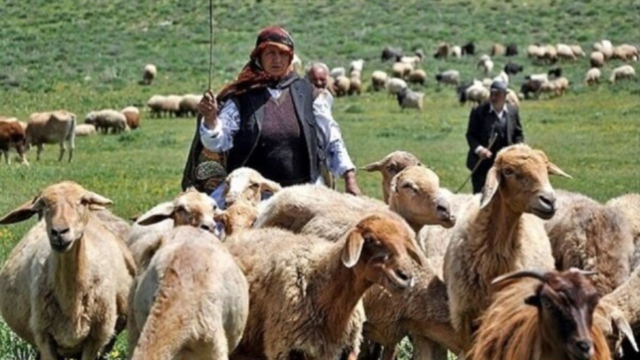 پروانه چرای دام تنها به دامدار باید داده شود/اجاره مرتع خلاف قانون است