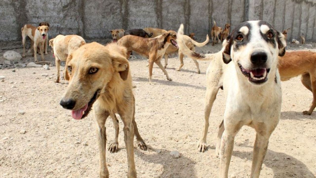 کشتار فجیع سگ‌های خیابانگرد صحت دارد