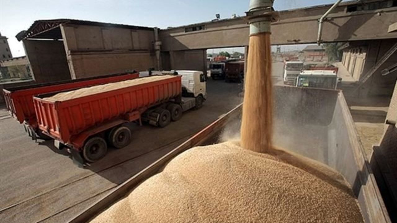 پایداری تولید در گرو افزایش نرخ منطقی گندم است/ قیمت خرید تضمینی گندم، حداقل 3 هزار تومان