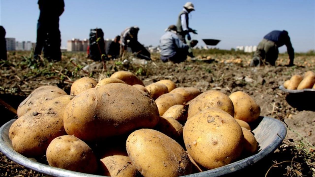 ممنوعیت صادرات سیب‌زمینی به عراق لغو شد