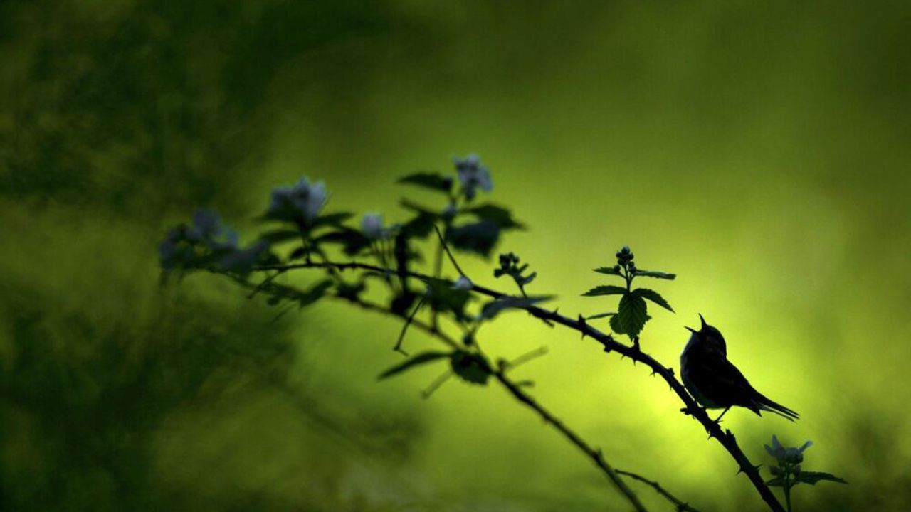 مسابقه عکاسی حفاظت از طبیعت‎