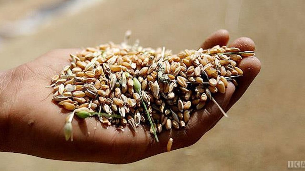 شورای اقتصاد باید مبنای تعیین قیمت خرید تضمینی گندم را شفاف اعلام کند/ لزوم تعیین نحوه قیمت گندم از سوی شورای رقابت