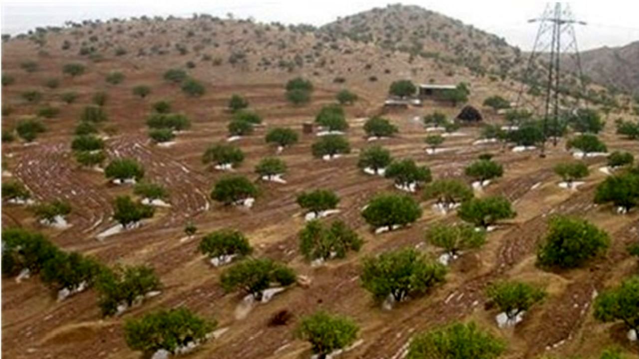 اقدامات جنگل‌کاری و ایجاد پوشش گیاهی باید با توجه به شرایط اقلیمی صورت گیرد