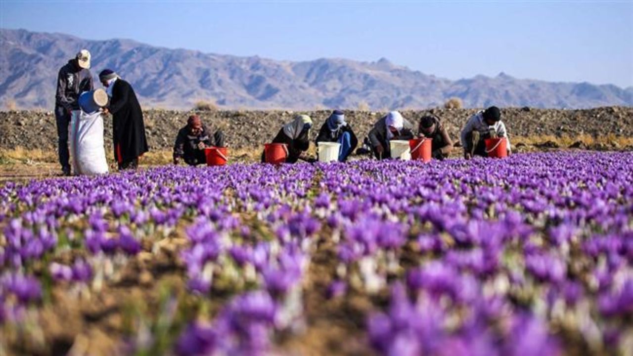 «زعفران‌کاران» مجبور به ارزان‌فروشی هستند