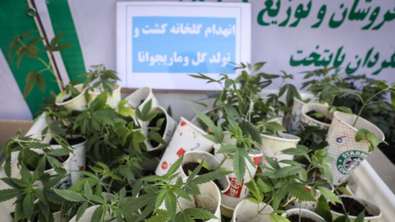 مجازات افرادی که «گل» می‌کارند چیست؟
