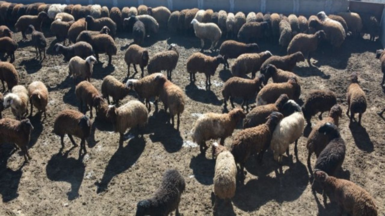انباشت 250 هزار راس دام در کشور/سه پیشنهاد برای تنظیم بازار گوشت