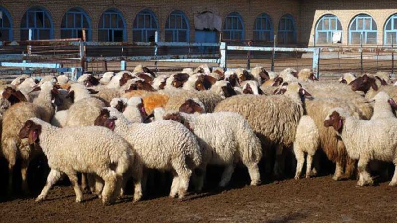دامداران آماده صادرات مازاد دام در کشور هستند/ قیمت گوشت به دست قصابان افتاده است