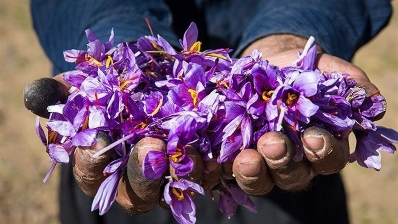 خرید حمایتی زعفران به پایان رسید