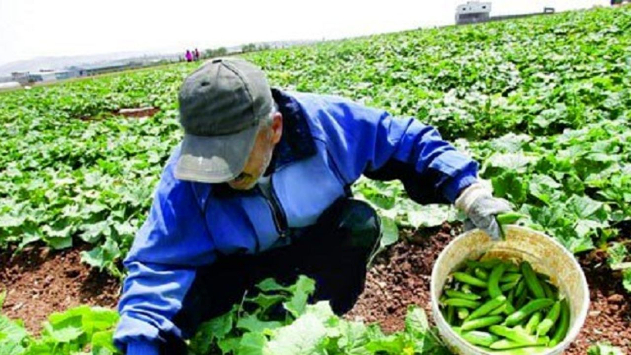 ازرآوری صادرات محصولات کشاورزی چندین برابر خروج ارز برای تامین نهاده‌ها است