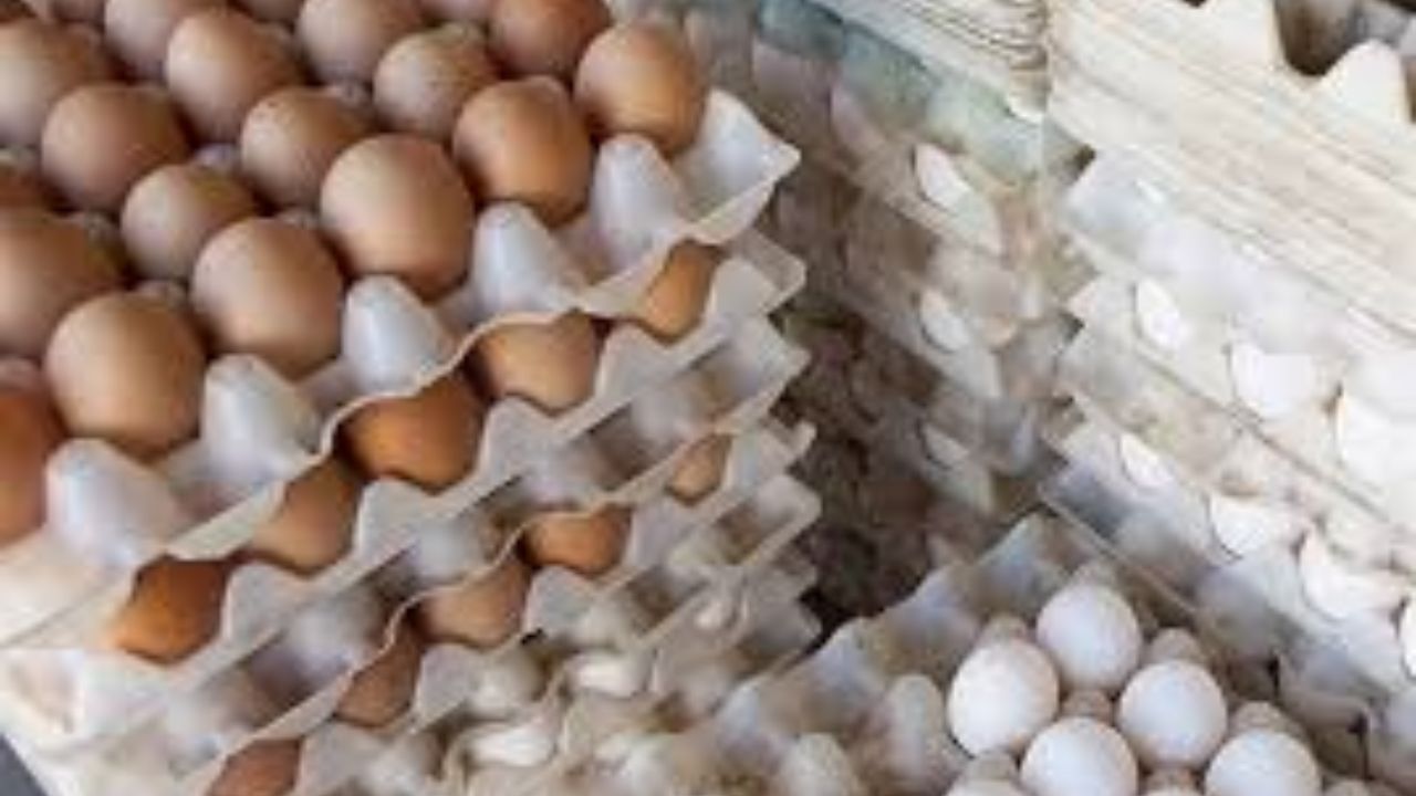 مردم نگران مرغ و گوشت برای شب عید نباشند