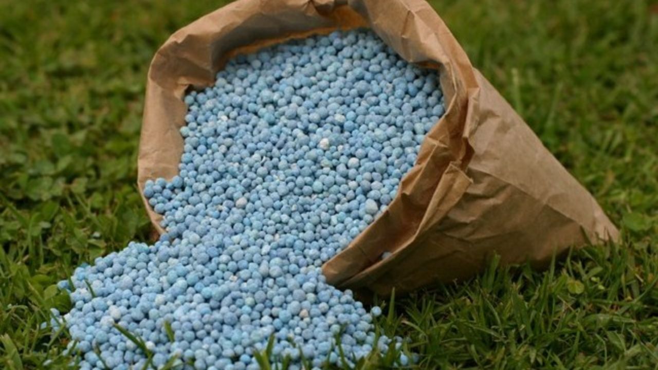 گندمکاران با کمبود شدید کود روبه‌رو شده‌اند/ کود سرک ندهیم کاهش تولید قطعی است