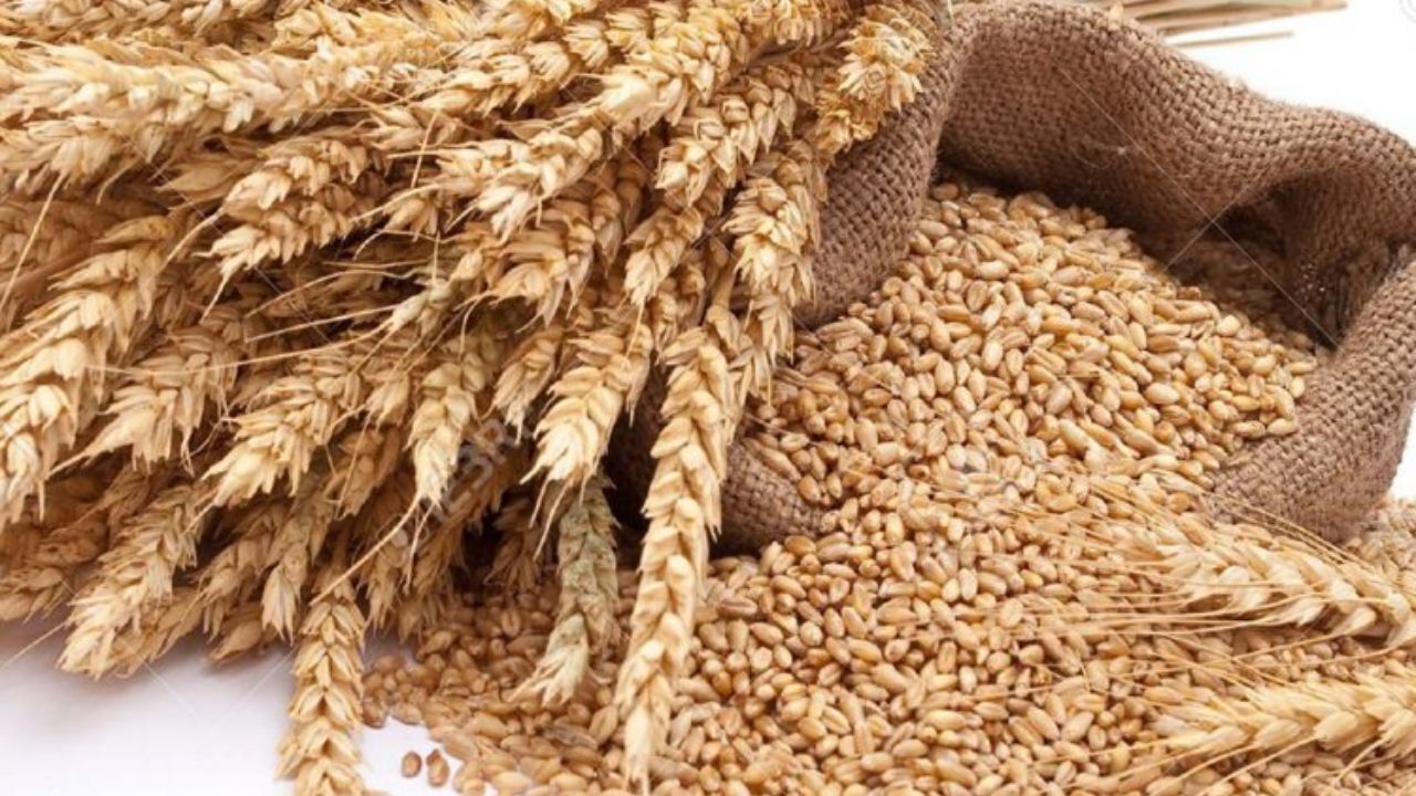 وضعیت مطلوب کشت گندم در سال زراعی جاری