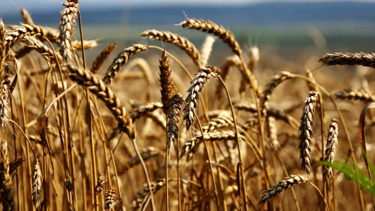 امکان افزایش 5درصدی ضریب امنیت غذایی کشور در سال جهش تولید