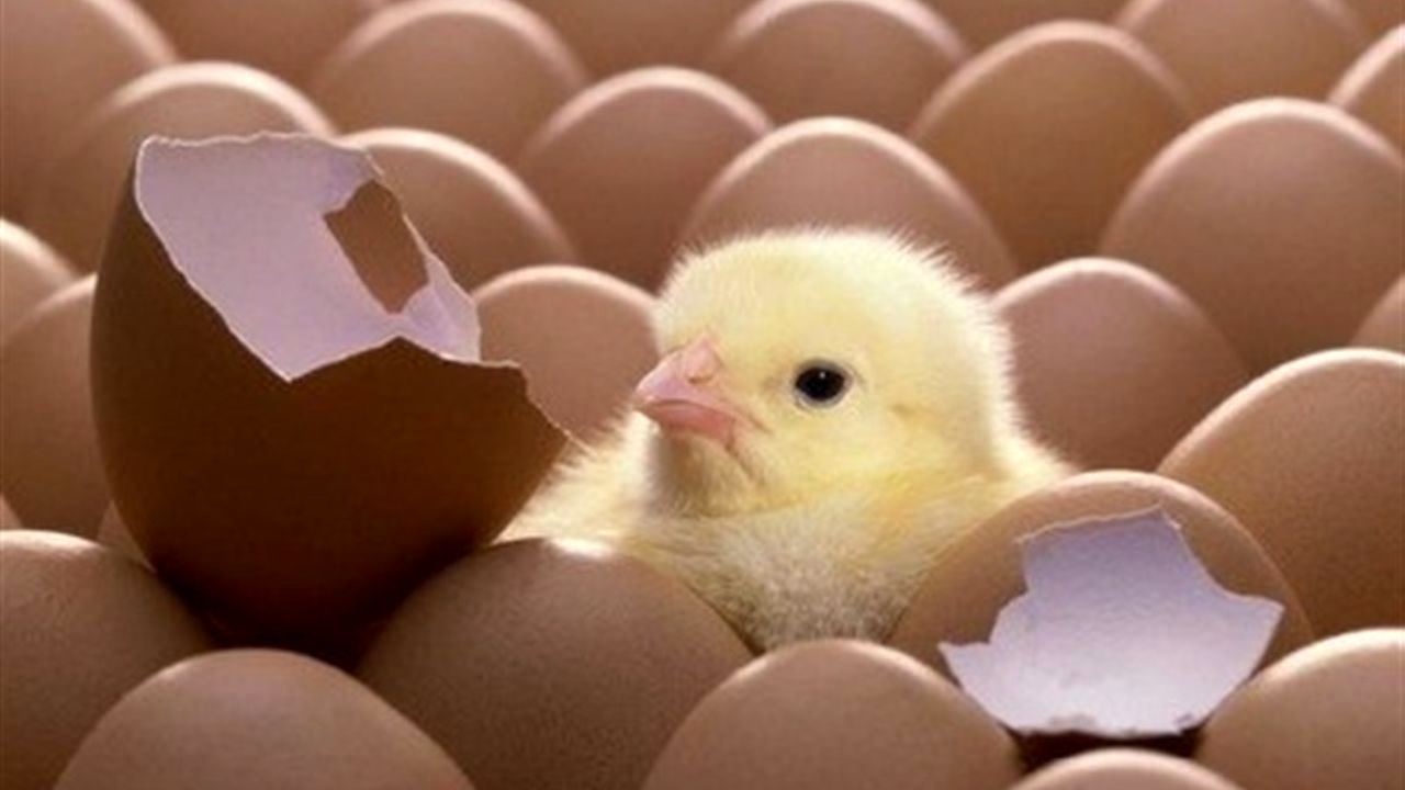 شدیدترین برخوردها در انتظار جوجه‌کُش‌ها / اخطار به واحدهای تولید جوجه در تهران