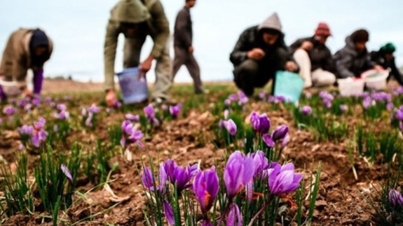 شیوع تفکر خطرناک ناجی بودن قاچاقچیان در بین زعفرانکاران/ فاجعه بزرگ در انتظار بازار زعفران ایران است