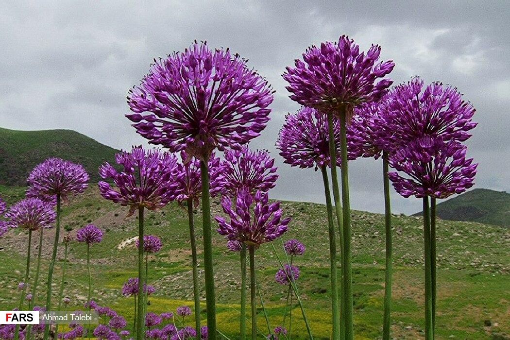عروس کوه‌های ایران