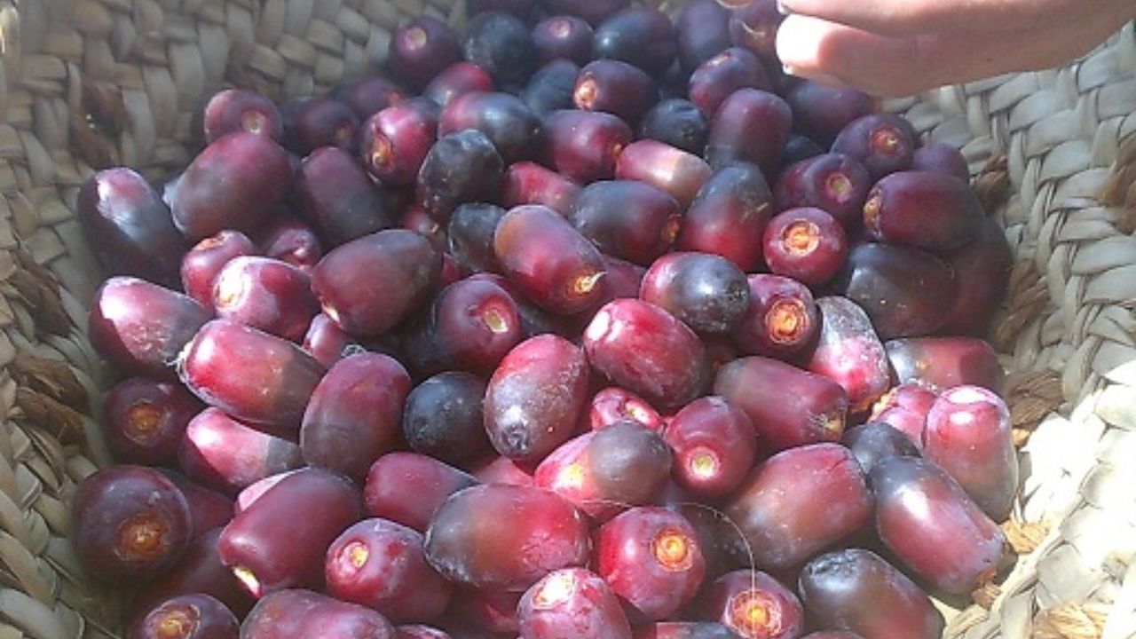 تولید خرما به یک‌ میلیون و 200 هزار تن می رسد