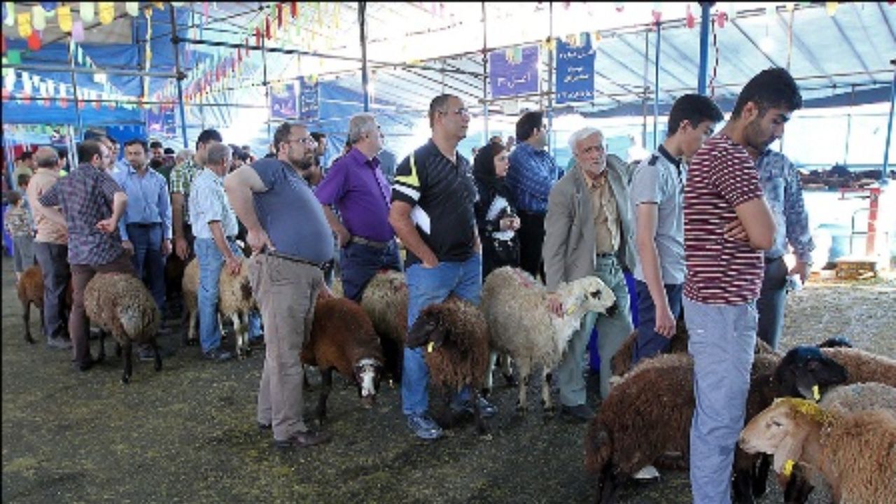 فقط کشتارگاه‌ها مجاز به ذبح دام برای عید قربان هستند
