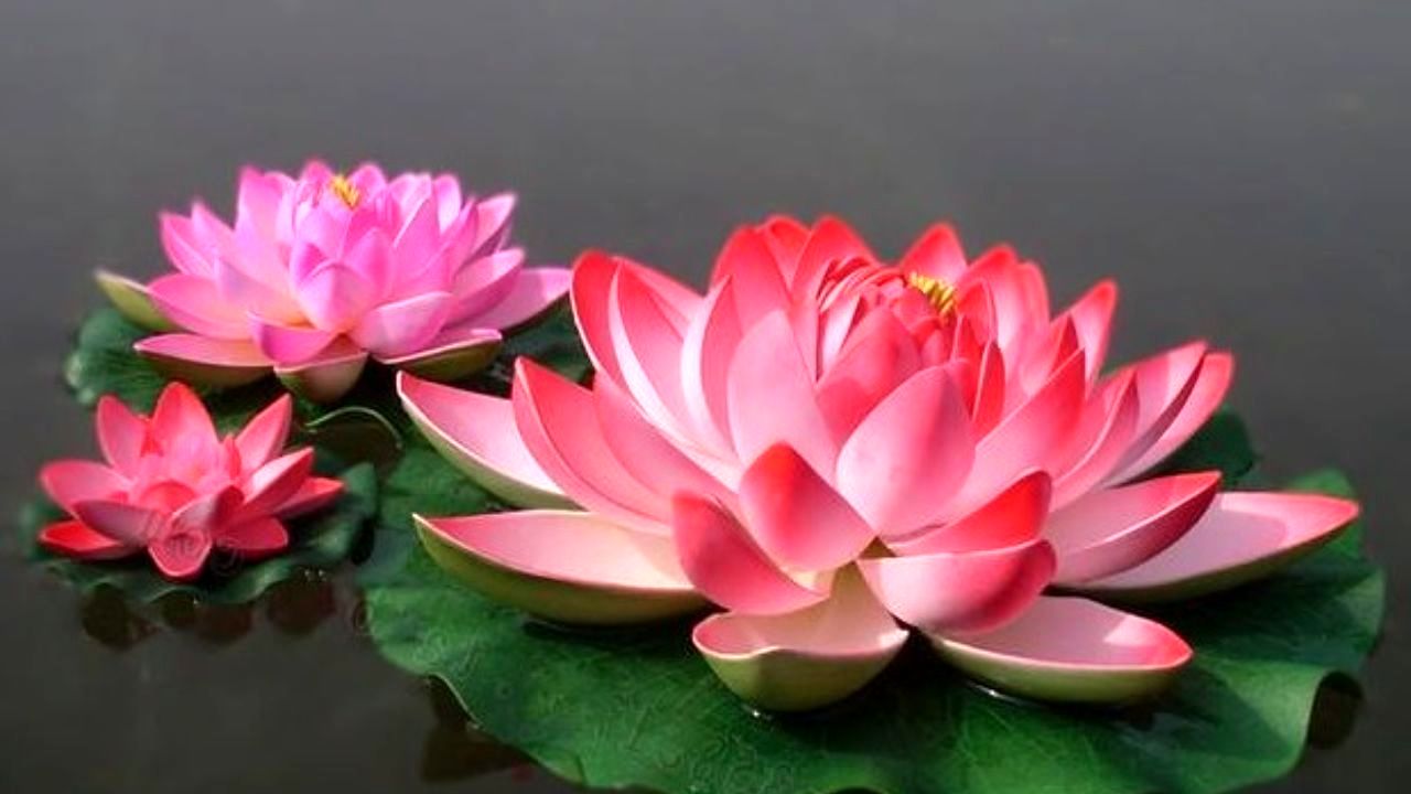 تالاب انزلی با مرگ دست و پنجه نرم می‌کند