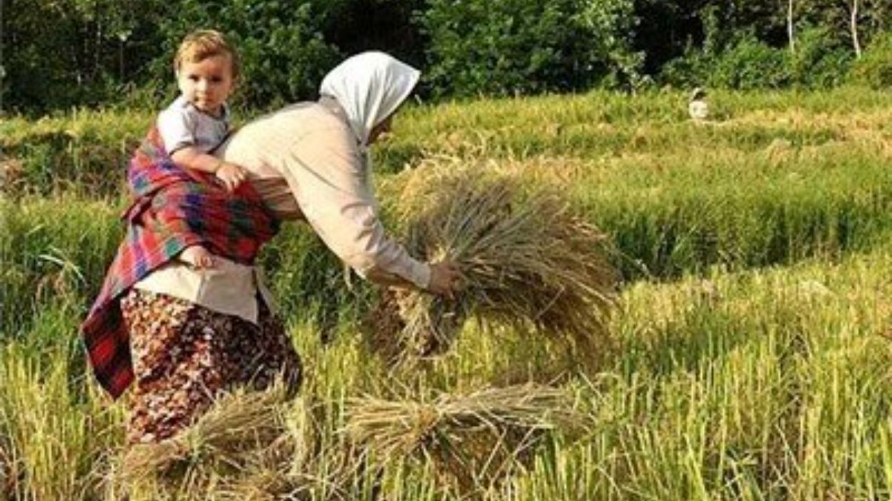 هزینه‌های سرسام‌آور تولید برنج رنج تولید این محصول را دو چندان می‌کند