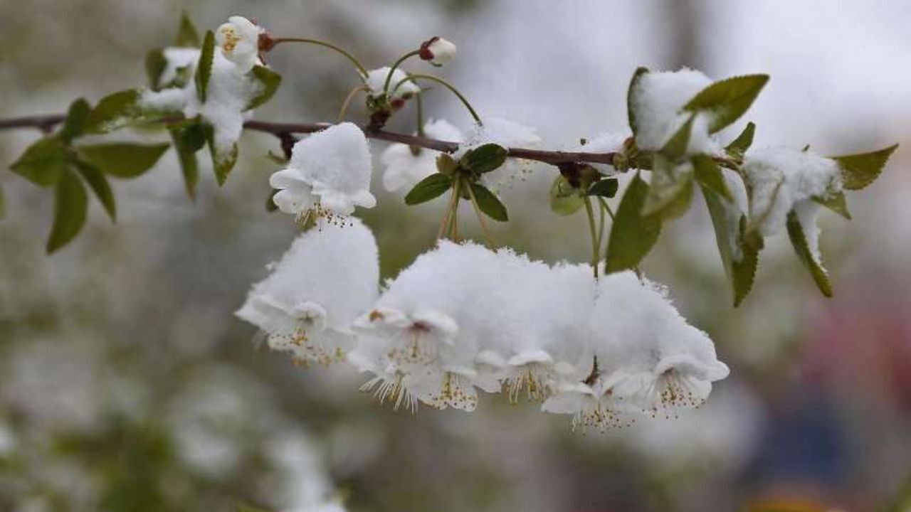 باغداران و گلخانه‌داران به هشدارهای هواشناسی توجه داشته باشند