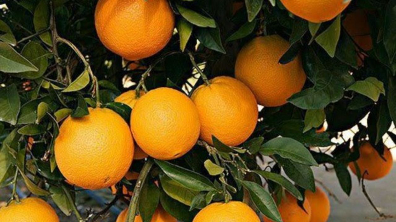 دور دنیا| ابتکار 4 مسافر برای فرار از پرداخت اضافه‌بار آنها را راهی بیمارستان کرد