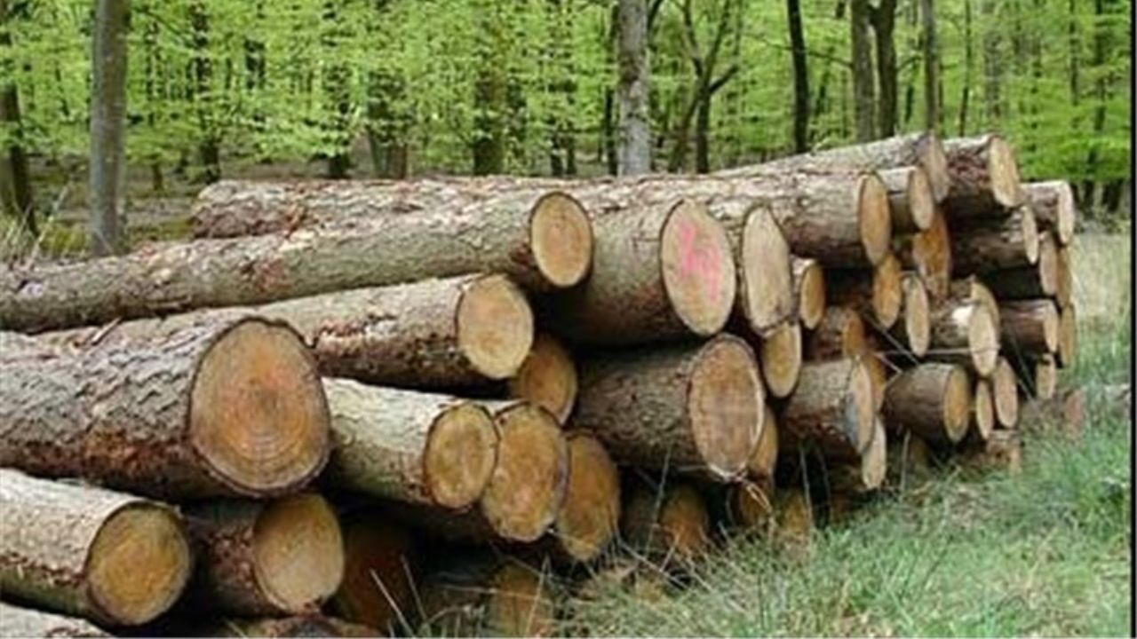 چوب را با آمبولانس حمل جنازه و ماشین‌های حمل گوشت قاچاق می‌کنند