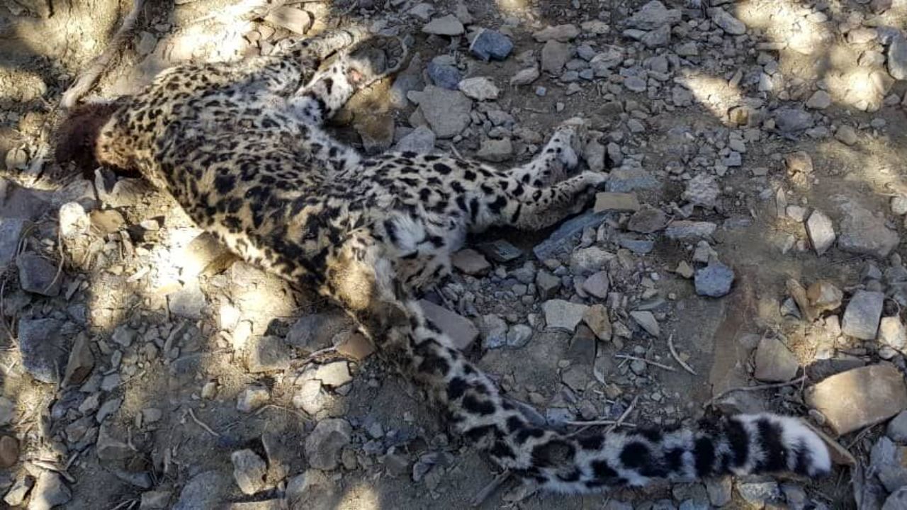 علت مرگ پلنگ‌ خاییز مشخص شد