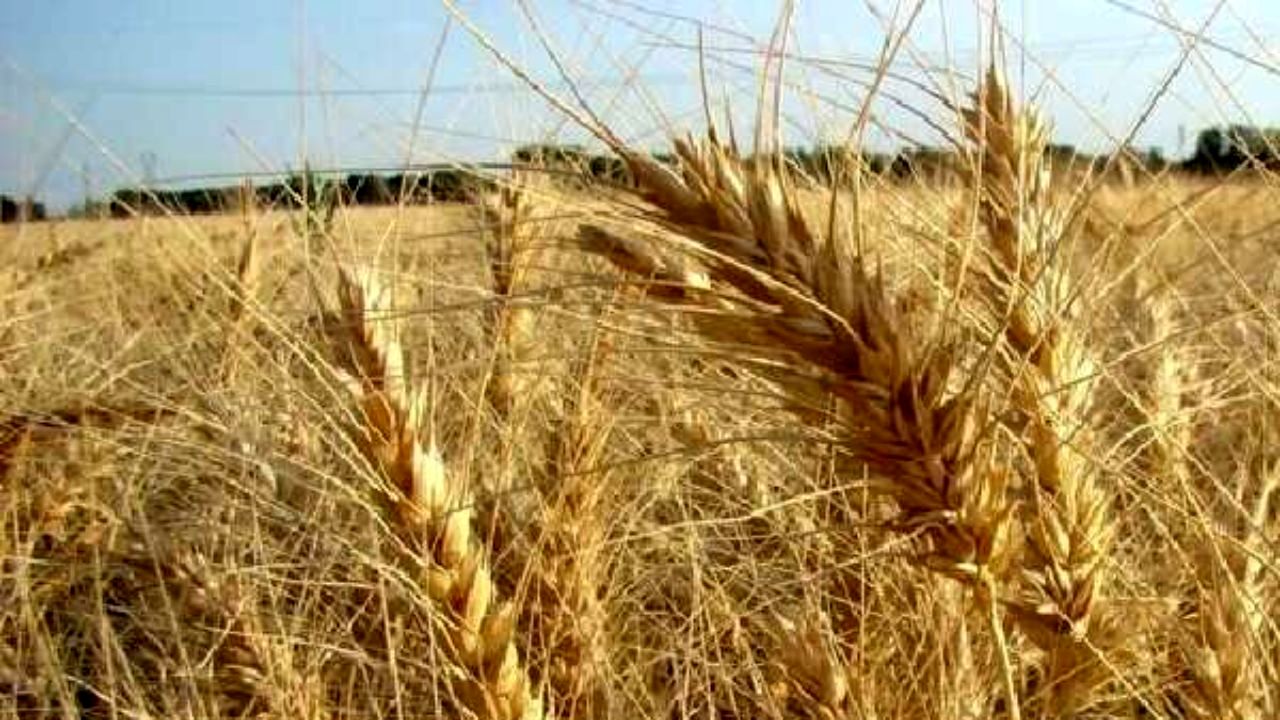 آغاز برداشت گندم در سیستان و بلوچستان