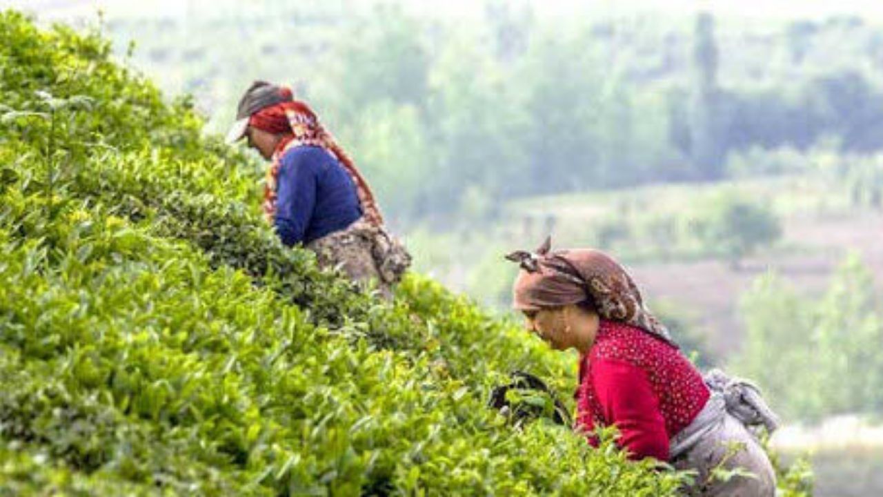 قیمت جدید خرید برگ سبز چای اعلام شد