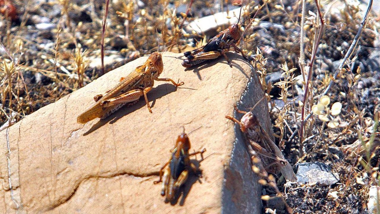 احتمال ورود دسته‌های دیگر ملخ صحرایی به کشور از اواخر فروردین