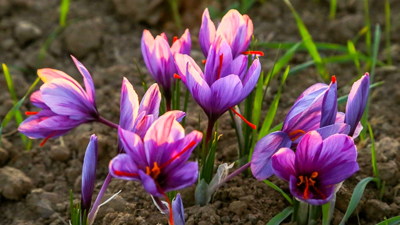برنامه‌ریزی اخلال‌گران برای کسب سود 50 تا 100 درصدی/ افزایش 20 درصدی قیمت زعفران در هفته اخیر