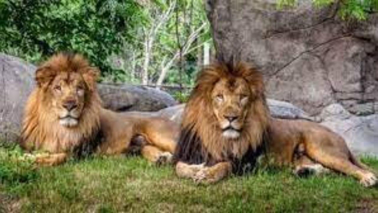 ابتلای 8 قلاده شیر آسیایی به کرونا در هند
