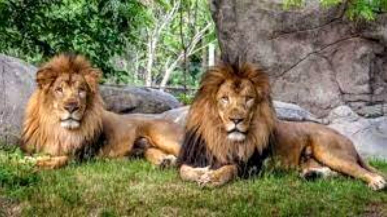 ابتلای 8 قلاده شیر آسیایی به کرونا در هند