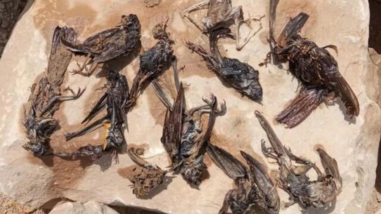 مرگ پرندگان در سواحل گناوه